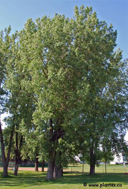 Photo de Peuplier delto�de - Populus deltoides