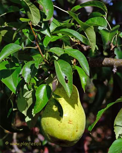 Photo de Poirier commun - Pyrus communis