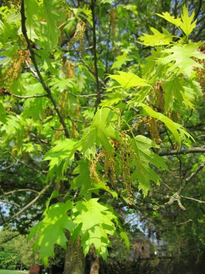 Photo de Ch�ne �carlate - Quercus coccinea