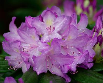 Azal�es hybrides - Rhododendron x hybrida