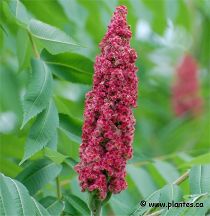 Fleurs de Vinaigrier - Rhus typhina