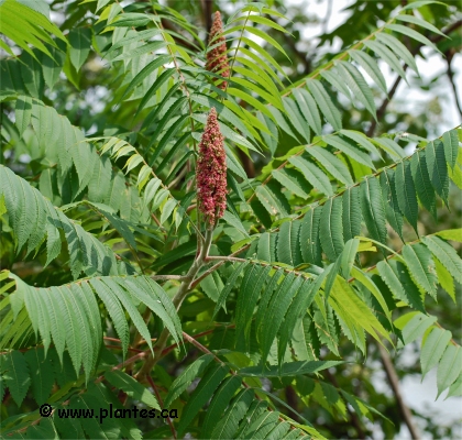 Photo de Vinaigrier - Rhus typhina
