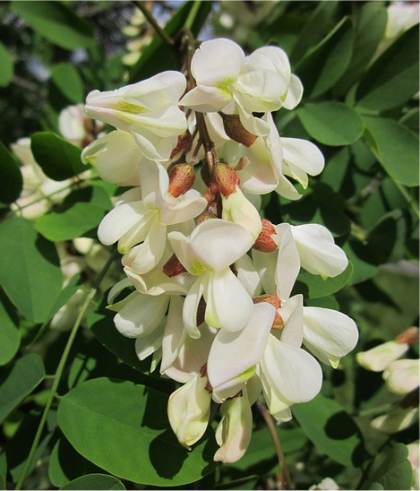 Robinier Faux-Acacia - Robinia pseudoacacia