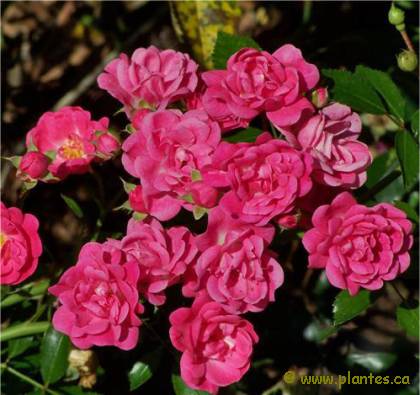 Photo de Rosier Flower Carpet - Rosa x 'Flower carpet'