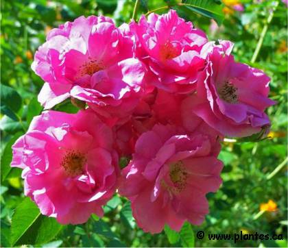 Photo de Rosier Morden centennial - Rosa 'Morden centennial'