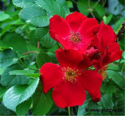 Photo de Rosier Robusta - Rosa 'Robusta'