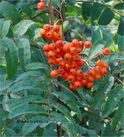 Photo des feuilles et fruits de sorbier d'Am�rique - Sorbus americana