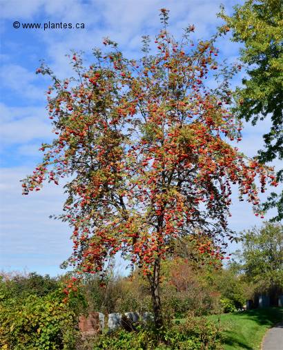 Photo de Sorbier d'Am�rique ou Cornier - Sorbus americana