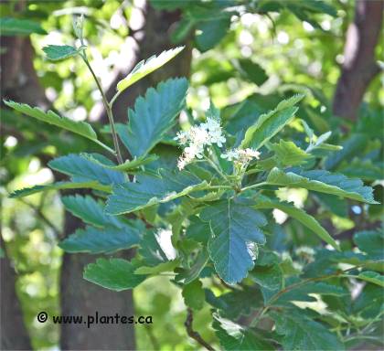 Photo de Sorbier � feuilles de ch�ne - Sorbus x thuringiaca 'Fastigiata'