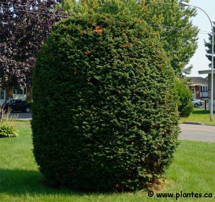 Photo d'un If du Japon - Taxus cuspidata