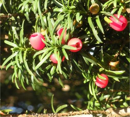 Photo d'un If hybride - Taxus x media 'Hicksii'