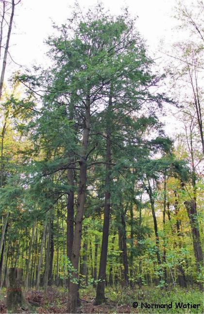 Photo de Pruche du Canada - Tsuga canadensis