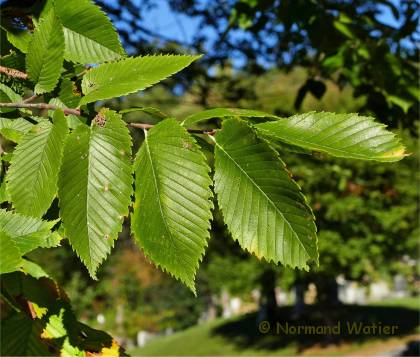 Photo des feuilles d'Orme rouge - Ulmus rubra