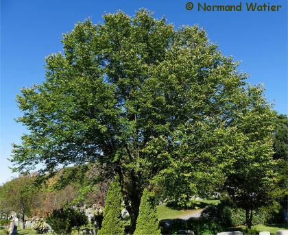 Photo d'un Orme rouge - Ulmus rubra