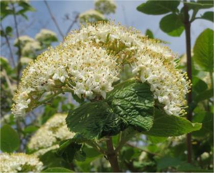 Photo de Viorne lantane - Viburnum lantana