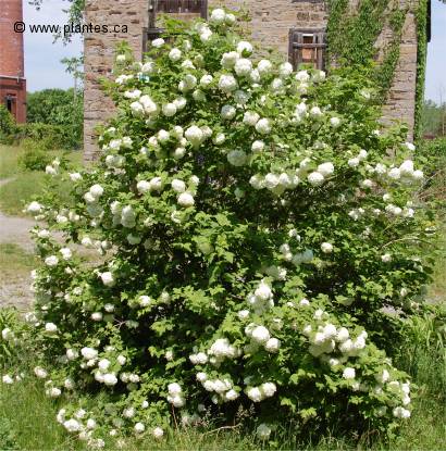 Photo de Viorne obier boule de neige - Viburnum opulus roseum