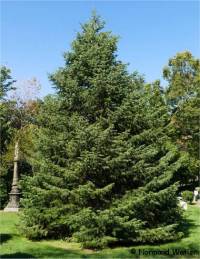 Photo de sapin argent� - Abies concolor