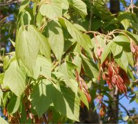 Feuilles et fruits d'�rable � gigu�re