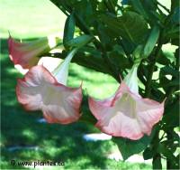 Photo de fleurs de Brugmansia suave - Brugmansia suaveolens