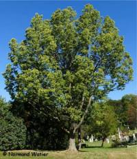 Photo de Micocoulier occidental - Celtis occidentalis