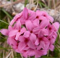 Daphn� cam�l�e - Daphne cneorum