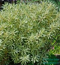 Daphn� de Burkwood - Daphne x burkwoodii