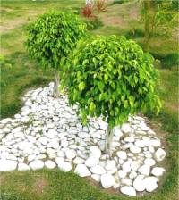 Ficus benjamina - Photo d'un figuier pleureur