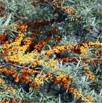 Argousier faux-nerprun - Hippophae rhamnoides