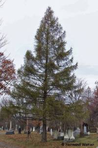 M�l�ze d'Europe - Larix decidua