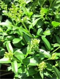 Photo de Tro�ne commun - Ligustrum vulgare