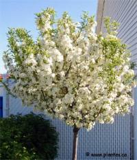 Photo de Pommetier d�coratif - Malus cv