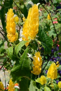 Photo de panache d'officier - Pachystachys lutea