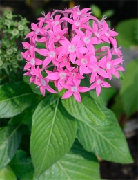 Photo de fleurs d'�toile �gyptienne - Pentas lanceolata