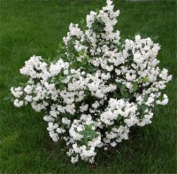 Photo de seringat virginal - Philadelphus virginalis