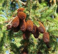 Photo d'�pinette de Norv�ge - Picea abies