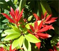 Photo d'Androm�de du Japon - Pieris japonica