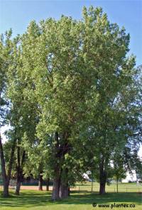 Photo de Peuplier delto�de - Populus deltoides