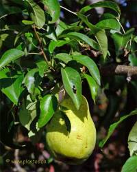 Photo de Poirier commun - Pyrus communis