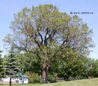 Photo d'un ch�ne blanc d'Am�rique - Quercus alba