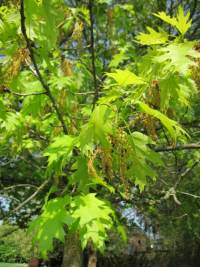 Ch�ne �carlate - Quercus coccinea