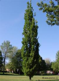 Photo d'un ch�ne anglais fastigi� - Quercus robur 'fastigiata'