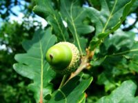 Quercus robur - Photo d'un ch�ne anglais