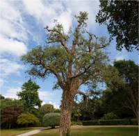 Ch�ne li�ge - Quercus suber