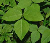 Photo d'herbe � puce - Rhus radicans (Toxicodendron radicans)