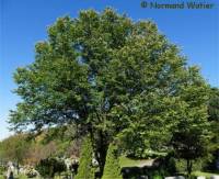 Orme rouge - Ulmus rubra