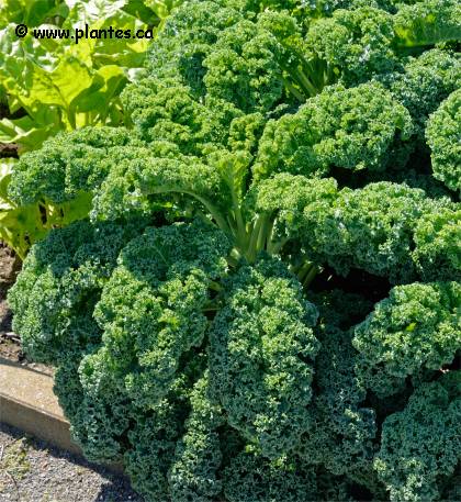 Photo de Chou fris� d'ornement - Brassica oleracea acephala