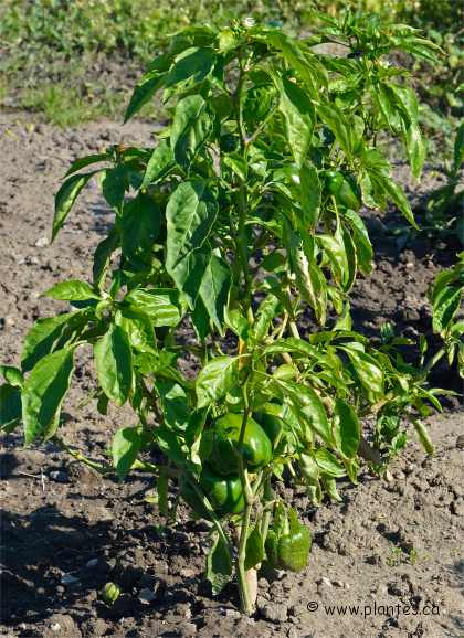 Photo d'un plant de piment annuel - Capsicum annuum