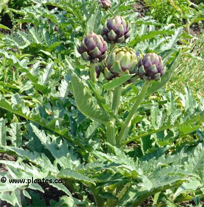 Photo d'Artichaut - Cynara scolymus