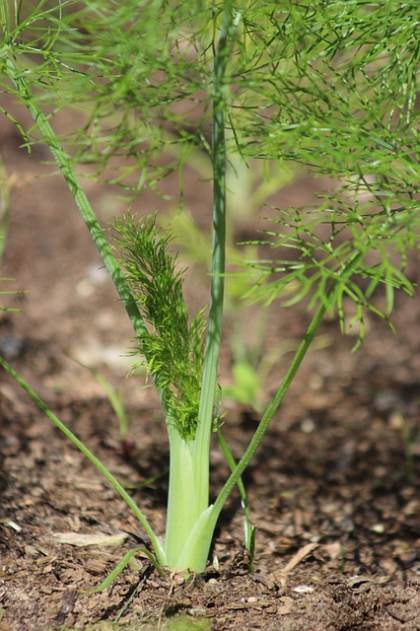 Photo de Fenouil - Foeniculum vulgare