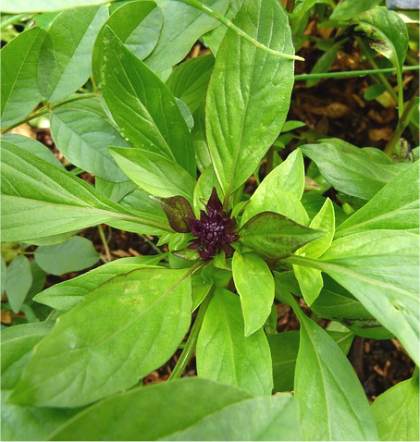 Photo de Basilic - Ocimum basilicum